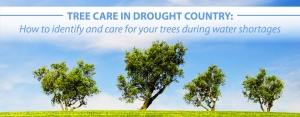 caring for trees in a drought
