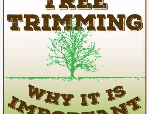 Tree Trimming: Why It Is Important